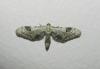 Eupithecia centaureata